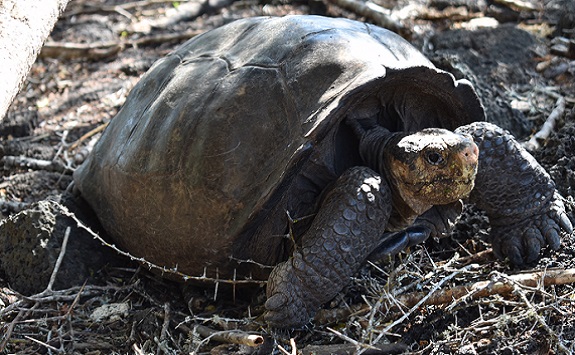 Fernanda, the female tortoise that was found in 2019. Photo: Lucas Bustamante © Galapagos Conservancy